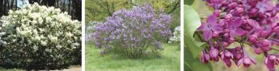 In Time For Independence Day - Patriotic Lilacs